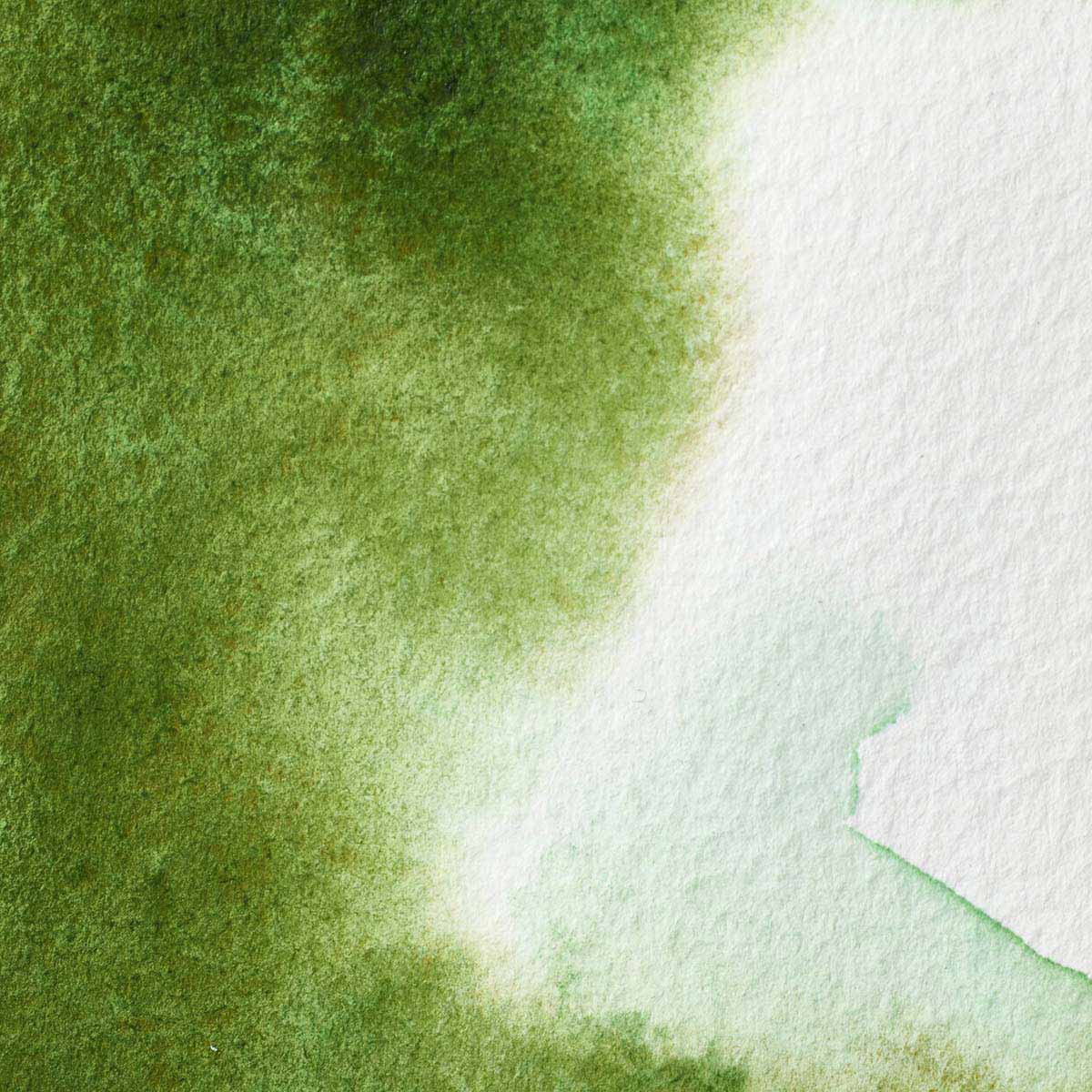 Winsor & Newton Permanent Sap Green Half Pan - S1 Professional Watercolour - Winsor & Newton at DRK Crafts